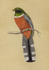Trogon