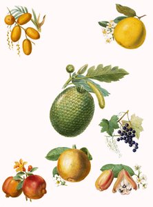 Tropical fruit