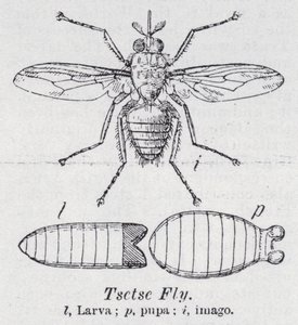 Tsetse Fly