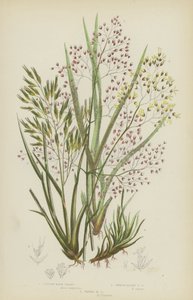 Tufted Hair Grass, Smooth Alpine Hair Grass, Waved Hair Grass by English School