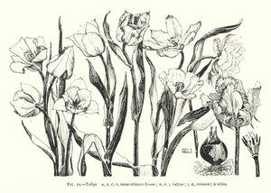 Tulips; same crimson flower; yellow; crimson; white by English School