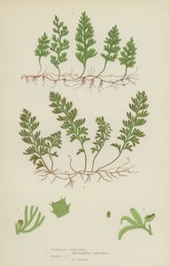 Tunbridge Film-Fern, Wilsons Film-Fern by English School