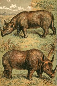 Two Horned Rhinoceros and Single Horned Rhinoceros by English School