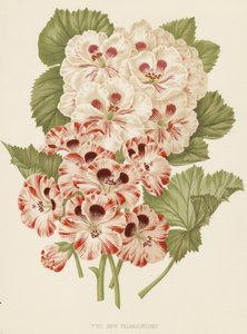 Two New Pelargoniums