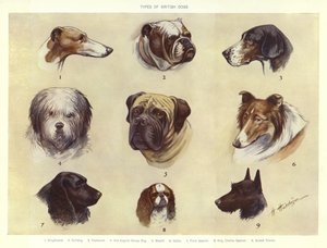Types of British Dogs