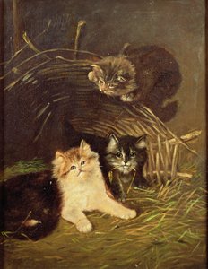 Unknown Image