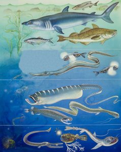Underwater Creatures Montage