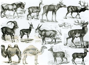 Ungalata or Hoofed Animals by English School