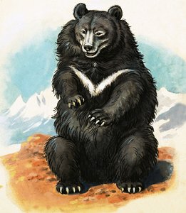 Unidentified breed of bear by English School