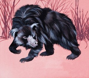 Unidentified Furry Animal by English School