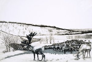 Unidentified Herd of Reindeer by English School