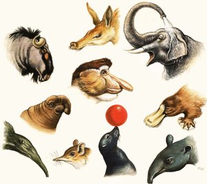 Unidentified Montage of Animal Noses