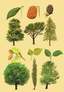 Unidentified montage of trees and leaves