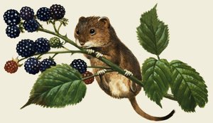 Unidentified Mouse Climbing Blackberry Bush