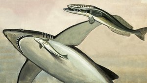 Unidentified shark and fish