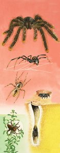 Unidentified spiders montage by English School