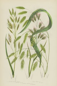 Upright Brome Grass, Hairy Wood Brome Grass, Upright Annual Brome Grass by English School