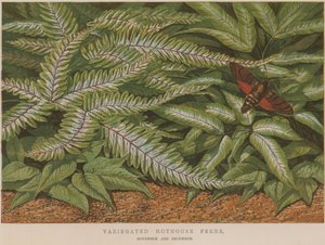 Variegated Hothouse Ferns by English School