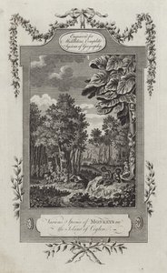 Various Species of Monkeys in the Island of Ceylon