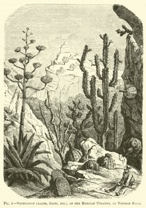 Vegetation (Aloes, Cacti, etc.), of the Mexican Uplands, or Tierras Frias