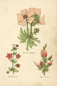 Vervain Mallow, Pimpernel, Rest Arrow by English School