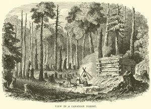 View in a Canadian forest by English School