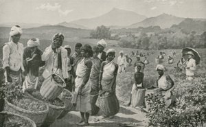 View of a Tea-Garden in Ceylon by English School