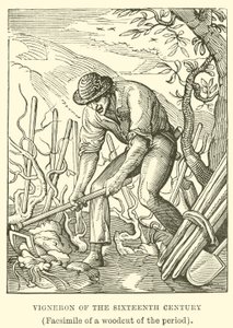 Vigneron of the Sixteenth Century