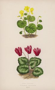 Viola Biflora; Cyclamen Repandum by English School