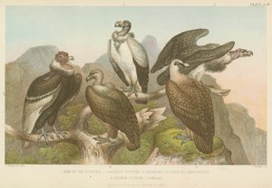 Vultures by English School