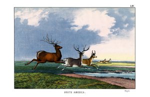 Wapiti by English School