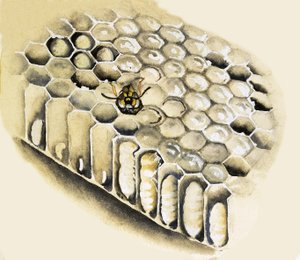 Wasp