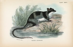 Water-Opossum by English School