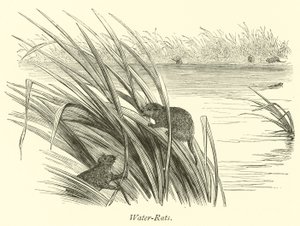 Water-Rats by English School