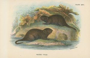Water-Vole