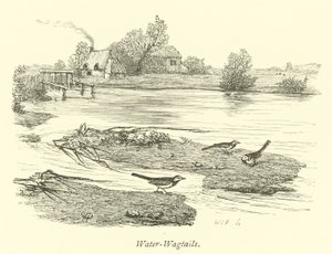 Water-Wagtails