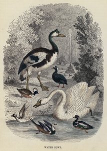 Water Fowl (engraving) by English School