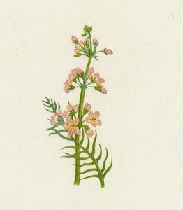 Water Violet by English School