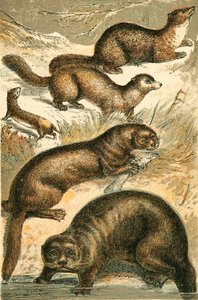 Weasel, Sable, Marten, Otter and Sea Otter by English School