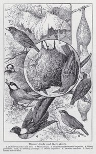 Weaver-birds and their nests by English School