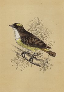 Weaver Bird by English School