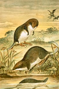 Web-footed shrews by English School