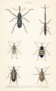 Weevils: Brentus ancharago, Rhina barbirostris, Curculio cuviera, Eupholus geoffroyi, Larinus ursus and Curculio sphacelatus by English School