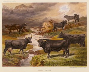 Welsh Cattle