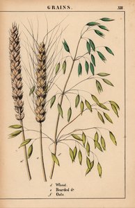 Wheat, Bearded Wheat and Oats, from 