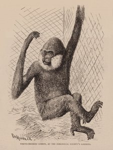 White Cheeked Gibbon, at the Zoological Society