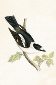 White Collared Flycatcher, Illustration from 