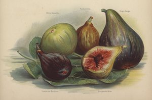 White Marseilles, Toulousienne, Schwarze Largo, Violette de Bordeaux, Bourjasotte Grise by English School