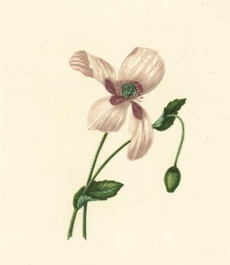 White Poppy, Papaver Somniferum by English School