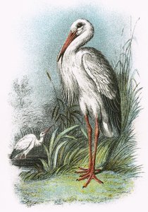 White Stork by English School
